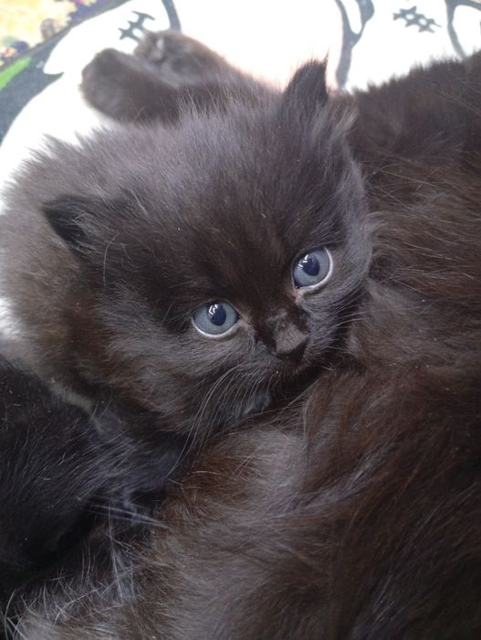 Маленький котенок
