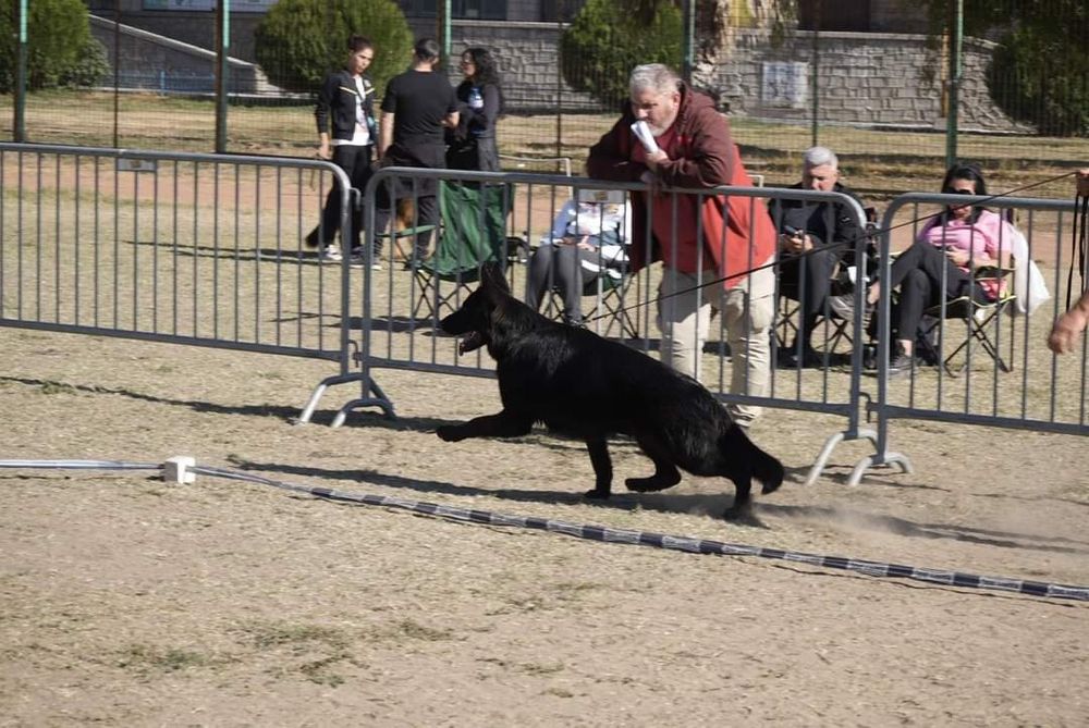 Продавам Немски Овчарки