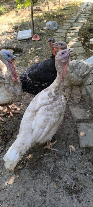 Kurka b6 sotiladi