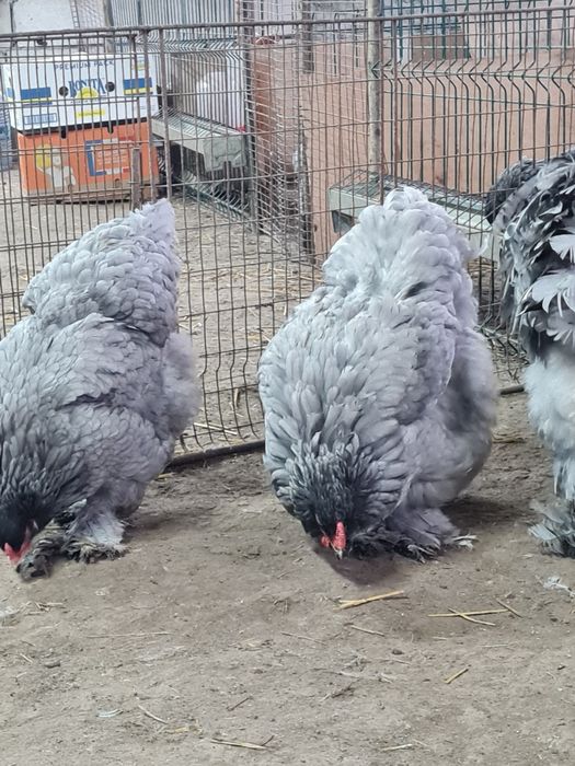 Vand familie brahma albastru