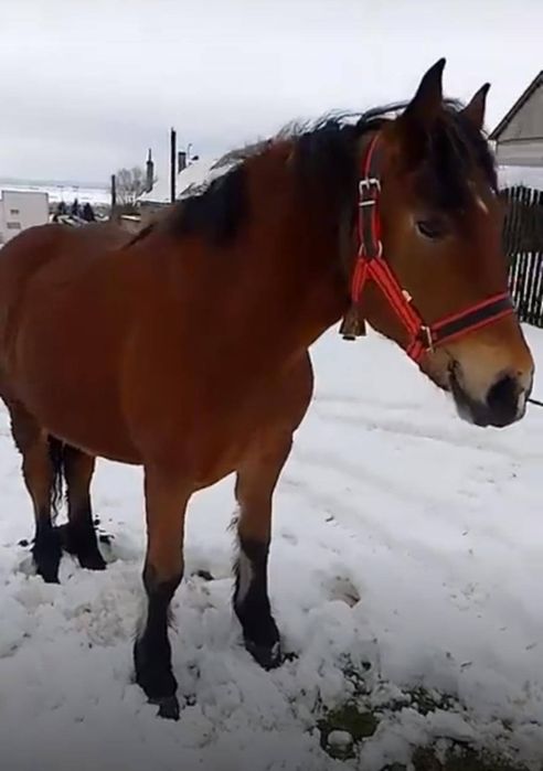 De vânzare mânză semi grea