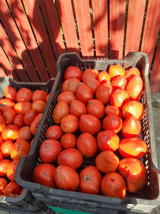 Roșii de grădină de vânzare