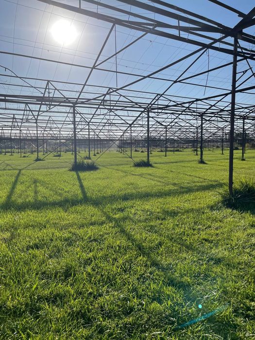 Газон готовый таййор