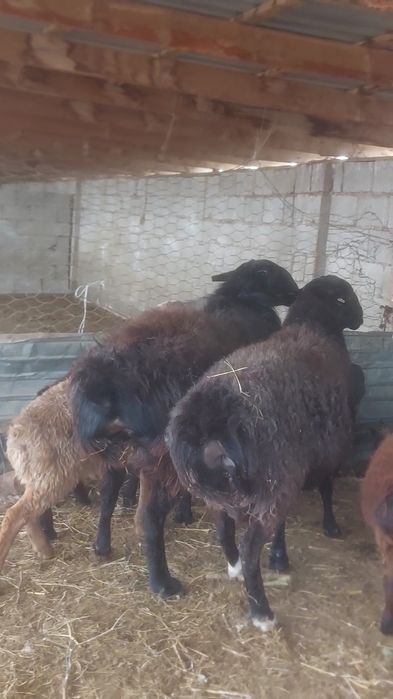 Кошкар Кисары порода