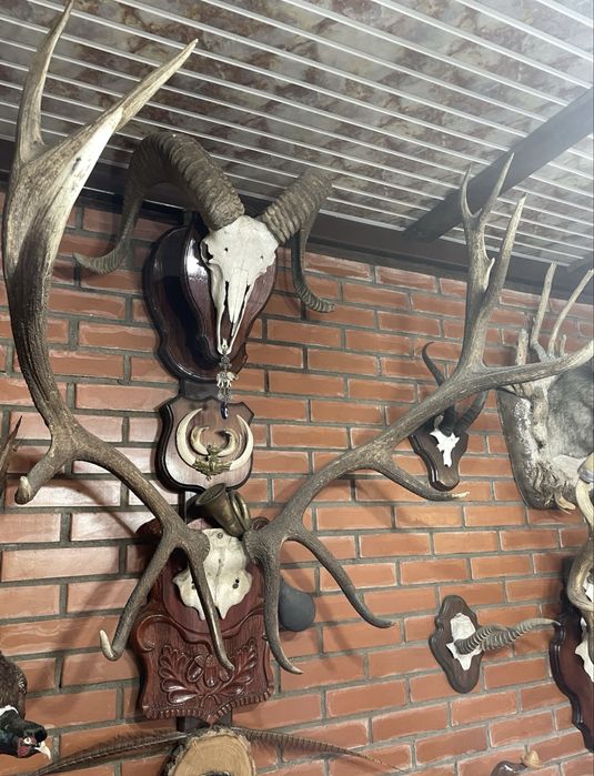 Продам декоративные рога