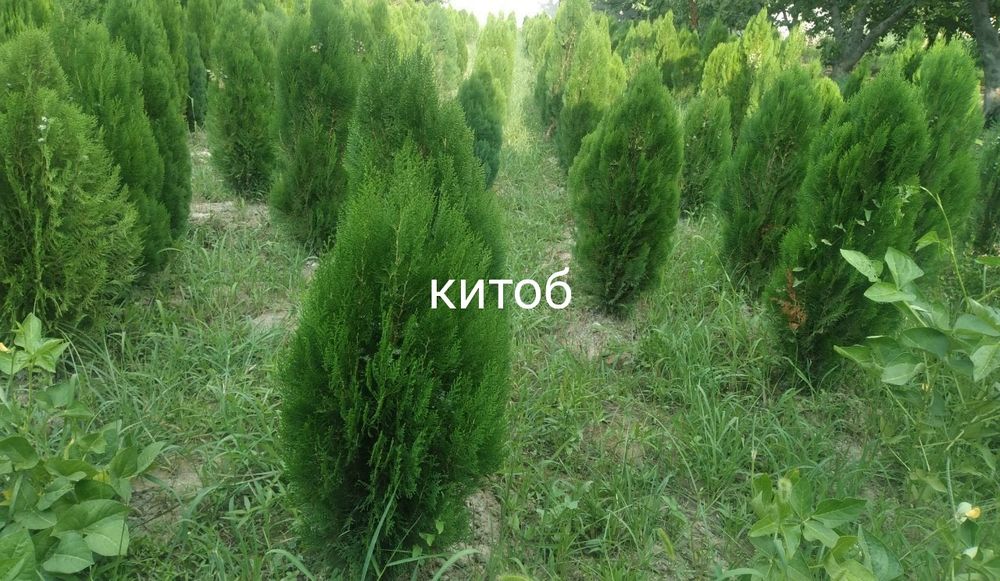 Арча 4 хил. Ва декаративний кучатлар