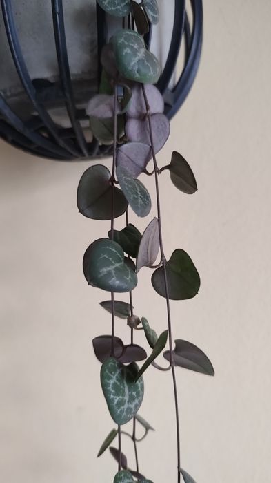 plantă curgătoare,,String of Hearts "( Șirag de inimi)