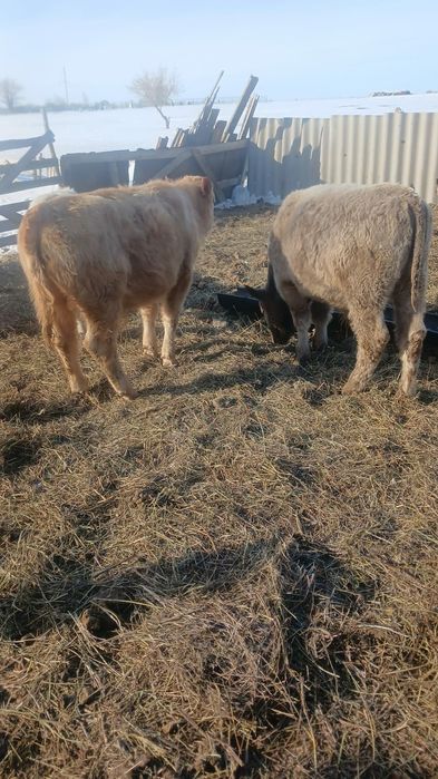 Продам бычков аулиеколь помесь