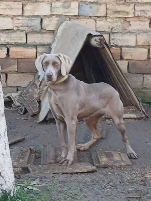 Продавам Ваймаранери