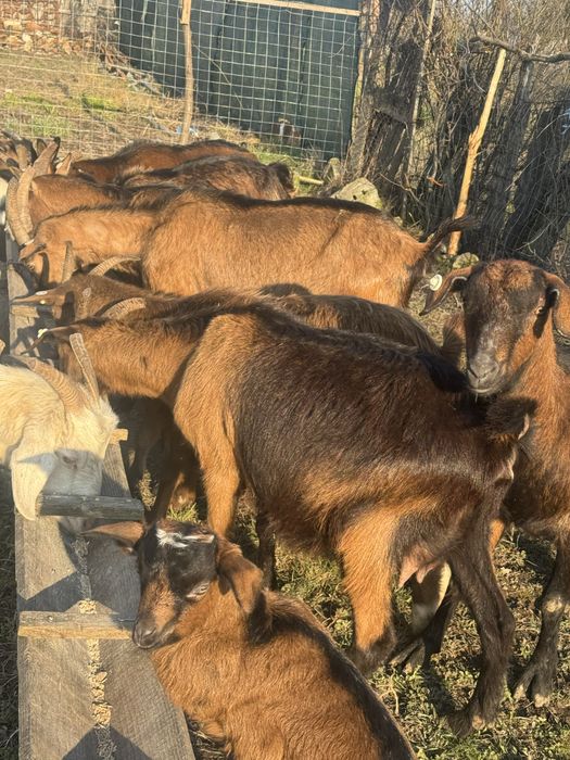 Capre cu unul sau doi iezi