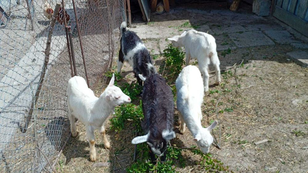 Iezi de vanzare ,4 bucati in Lugoj (2 masculi si 2 femele)