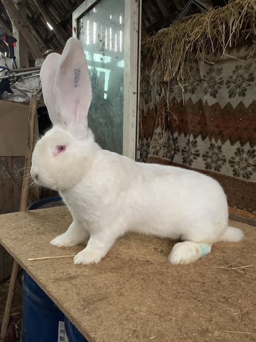 Urias german femele si masculi