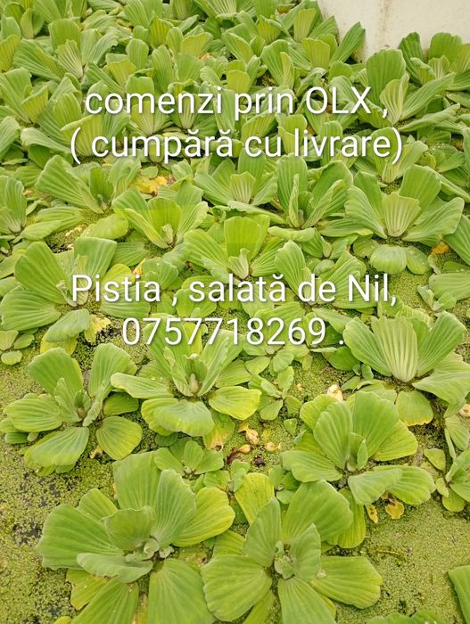 Zambile amazoniene , salata de Nil, crapi Koi , carași exotici, Guppy etc
