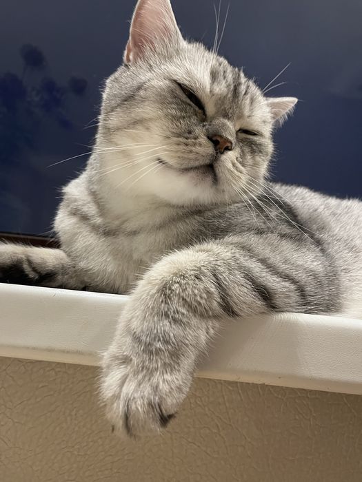 Котей Марвин в поисках дома