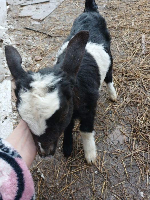 Екі ешкі, лақ лақ