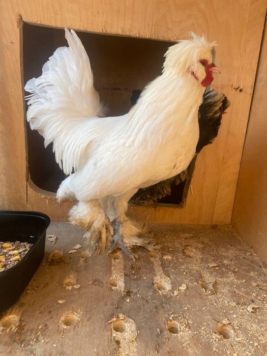 Японка хуроз мокиёни билан сотилади 250 минг