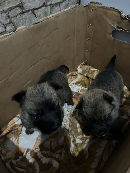 Продам щенят два мальчика