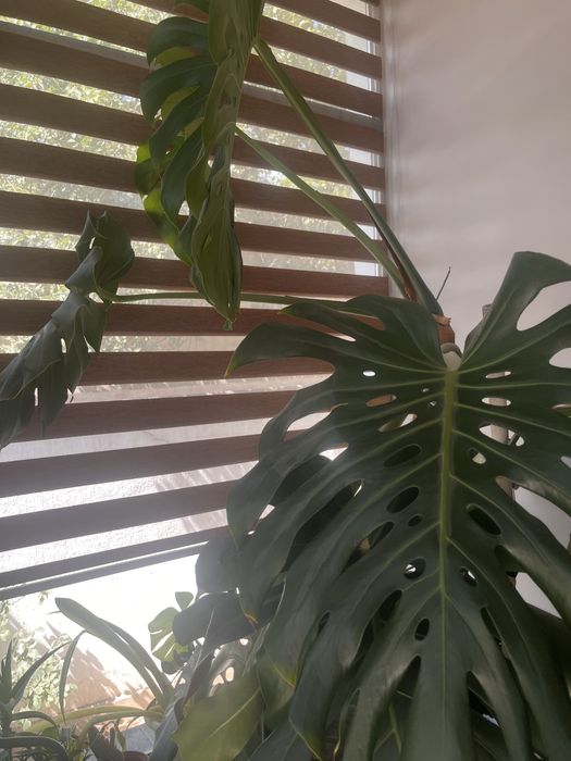 Комнатное растение-Монстера