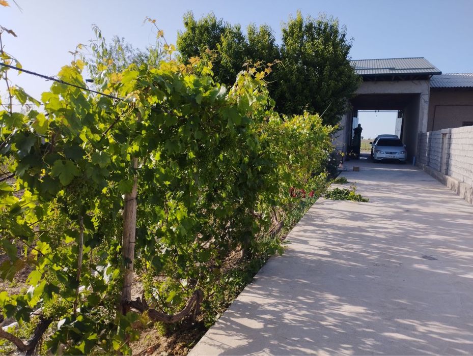 Uchaska uchastka dala hovli