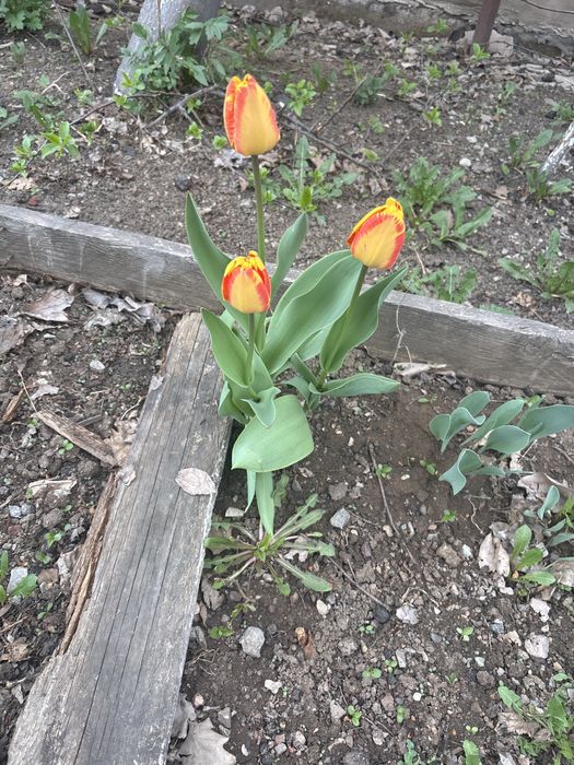 Продам тюльпаны