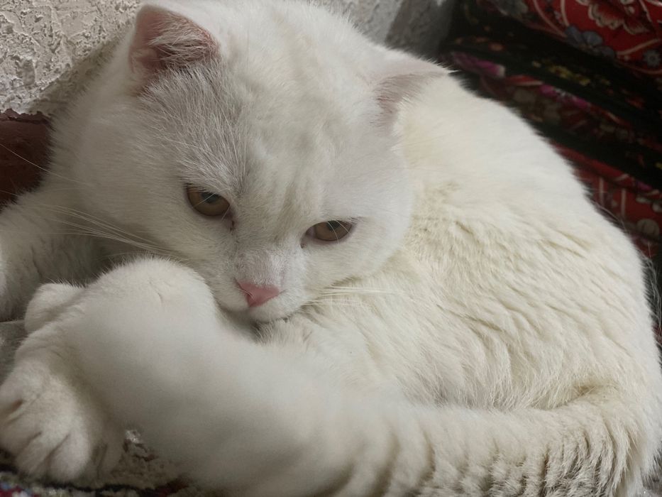 Qizlar orgazm haqida