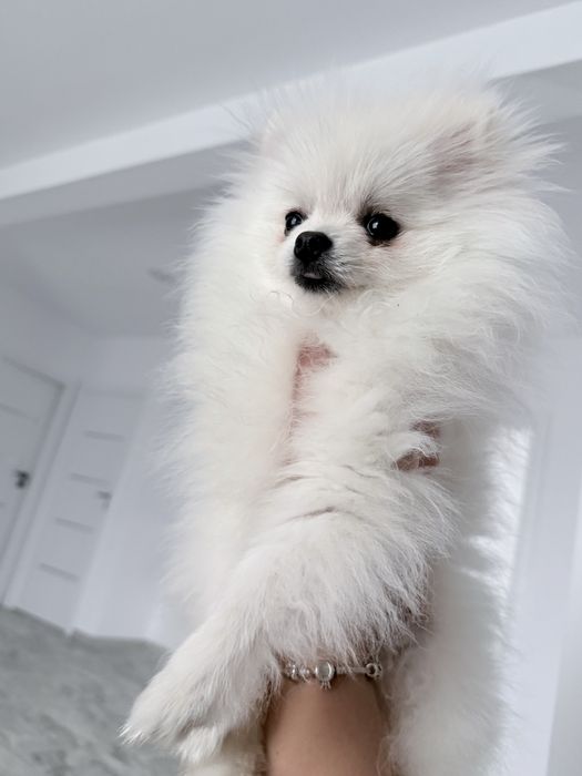 Vand pomeranian mascul cu pedigree