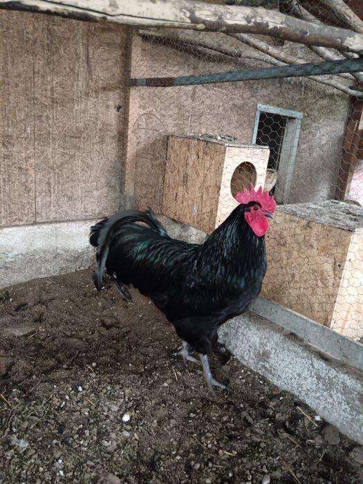 Cocoși Australorp