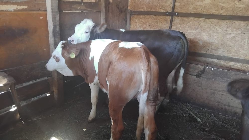 Vând 3 viței din monta artificială