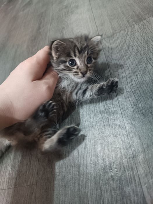 Мушукча, котёнок