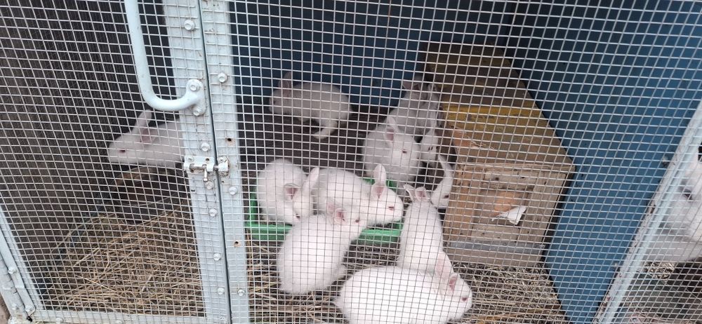 Продаются крольчата