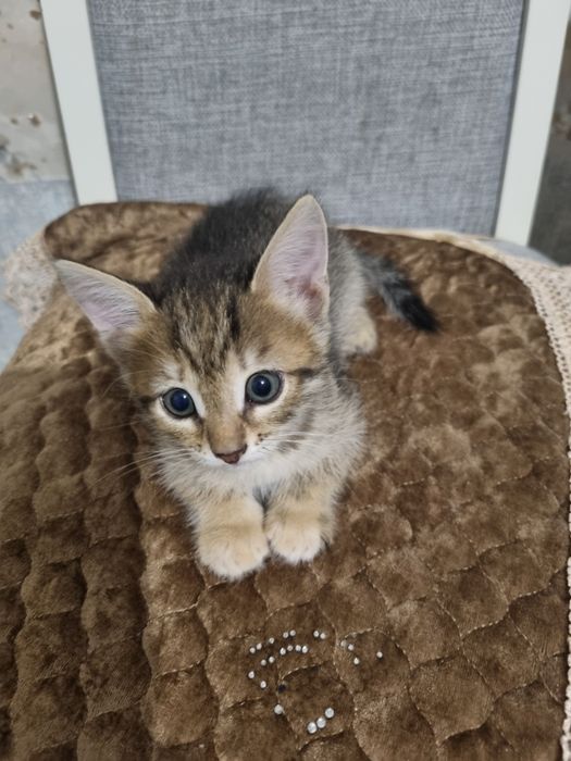 Отдам котят бесплатно в хорошие руки