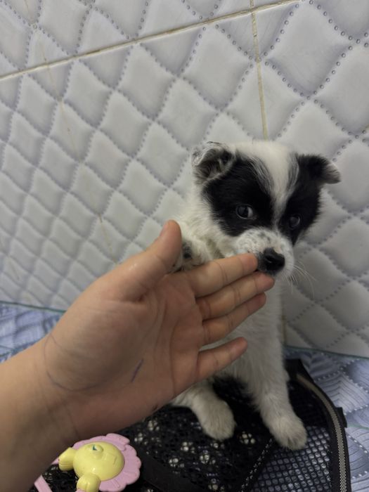 продается щенок,Помесь шпица