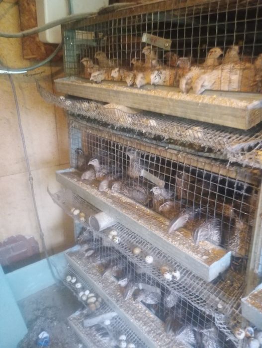 0.90€-Мъжки пъдпъдъци  .