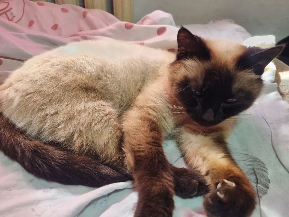 отдам кошку девочка