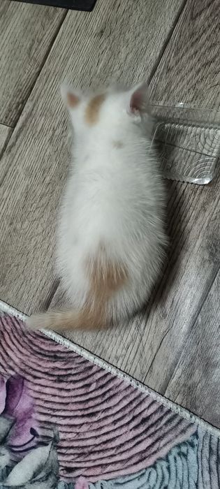 Котёнок девочка в добрые руки