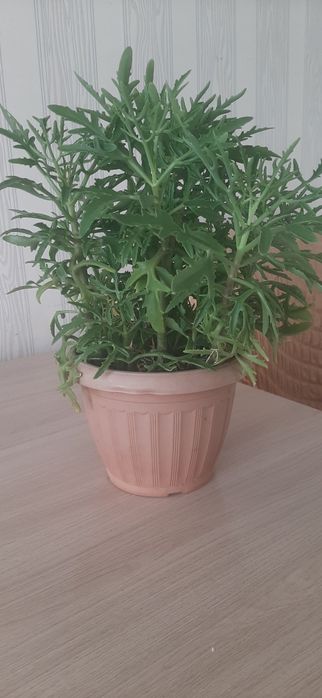 Цветок каланхоэ, Оленьи рожки.