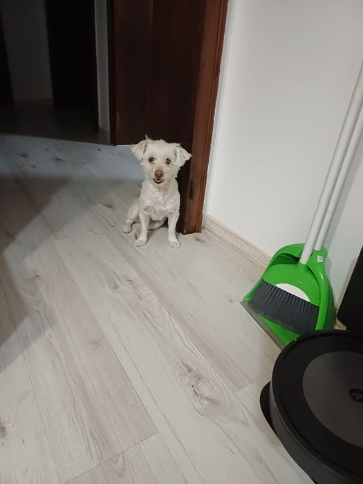 Куче бяла Булонка