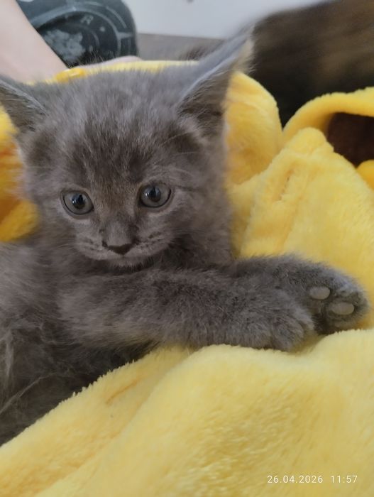 Вислоухие котята