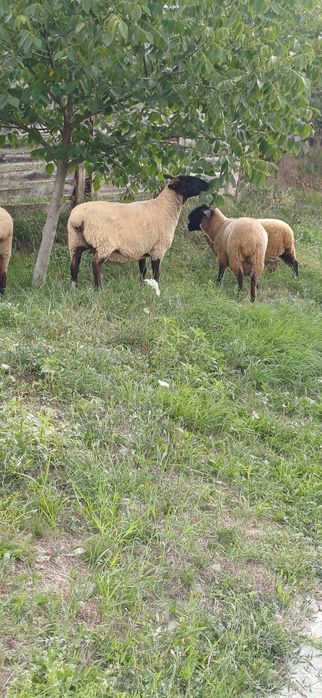 Oi suffolk de vanzare