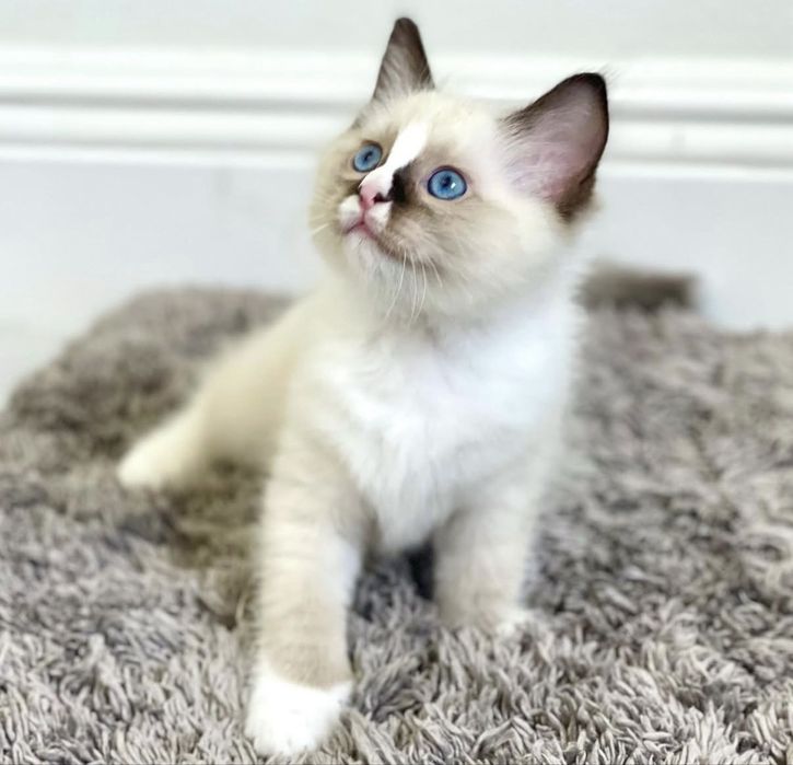 Ragdoll fetita superba