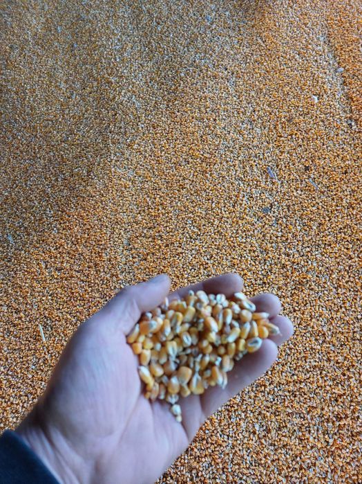 Porumb ,orz floare grau