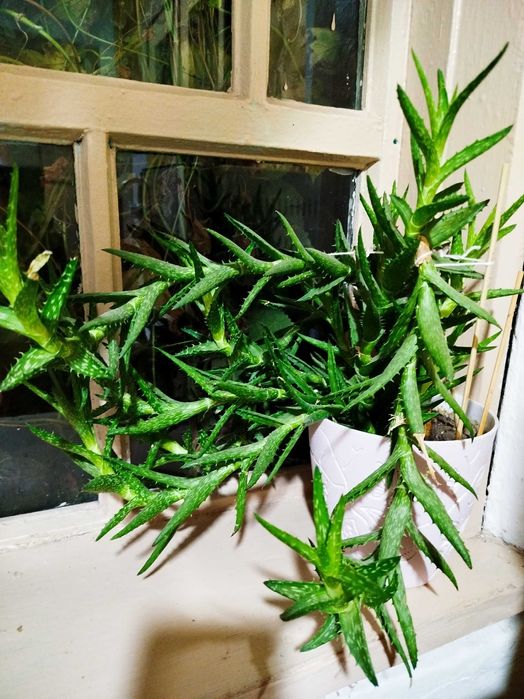 Продам алоэ ювенильное