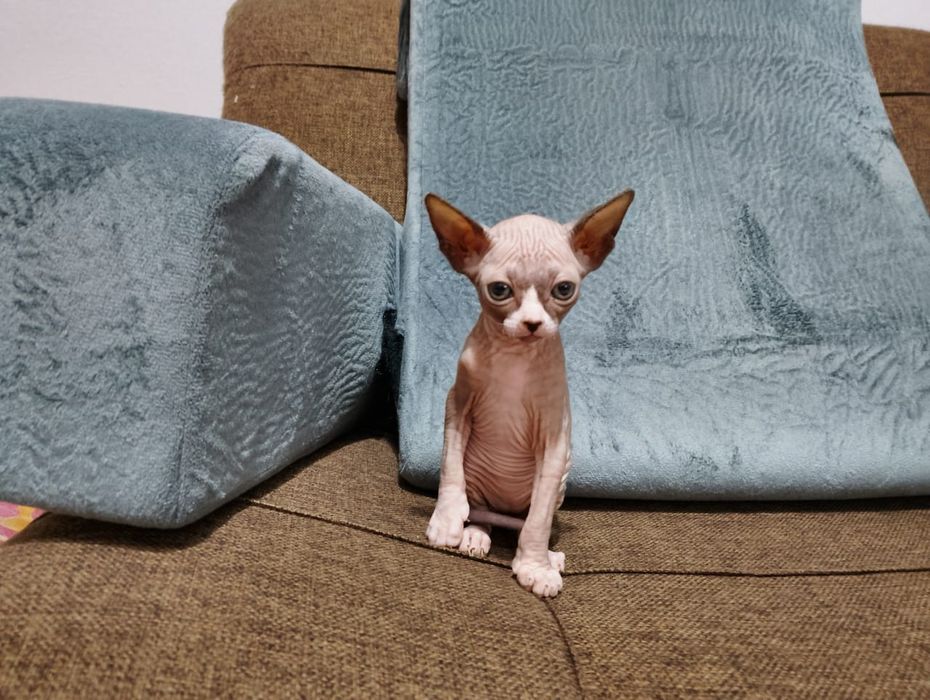 Продам котят сфинкса