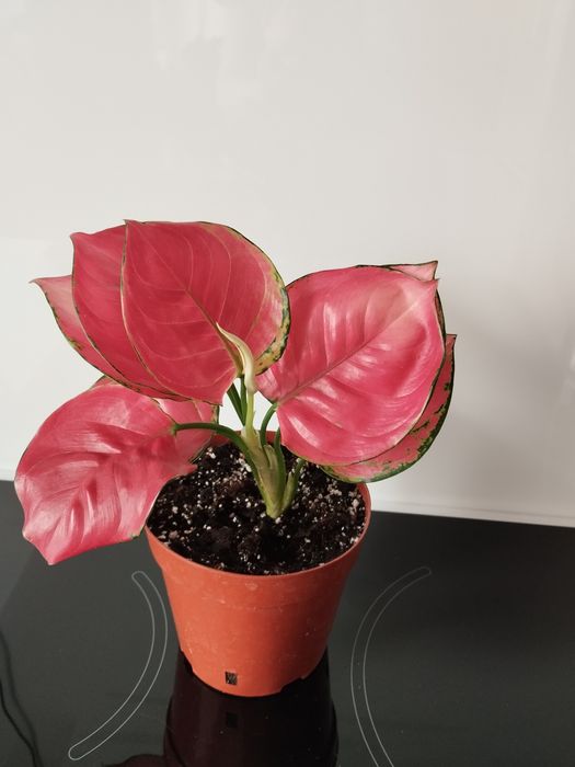 Продам Аглаонемы