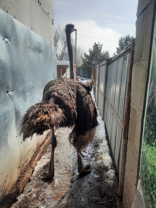 Африканский страус самка