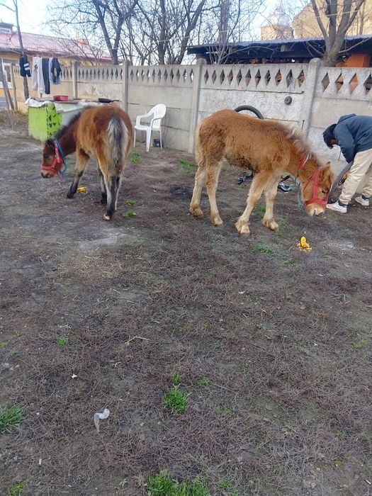 Două mânze de vânzare