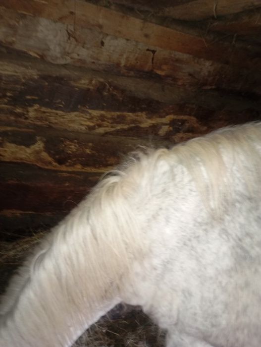 Vând cal 8 ani cuminte