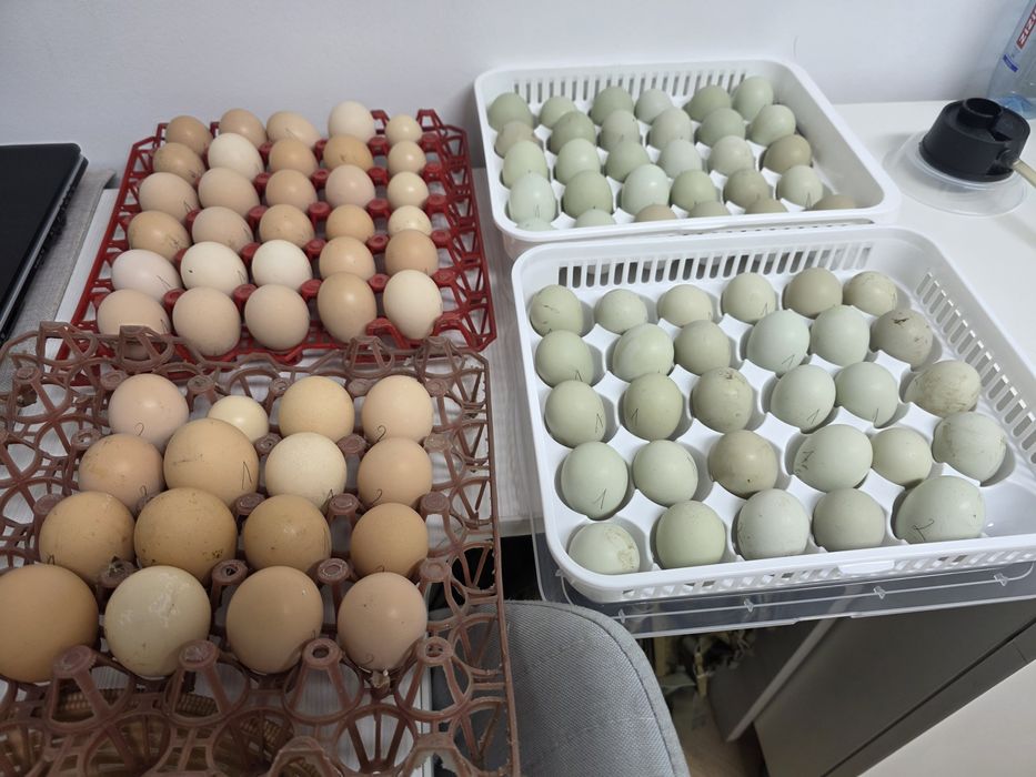 Oua pentru incubat Moțată, Australorp, Cochinchina,  Phoenix, Mătase J