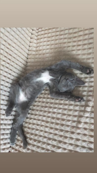 Отдам котенка,девочка 2 месяца