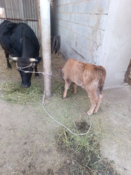 Продам корову с теленком